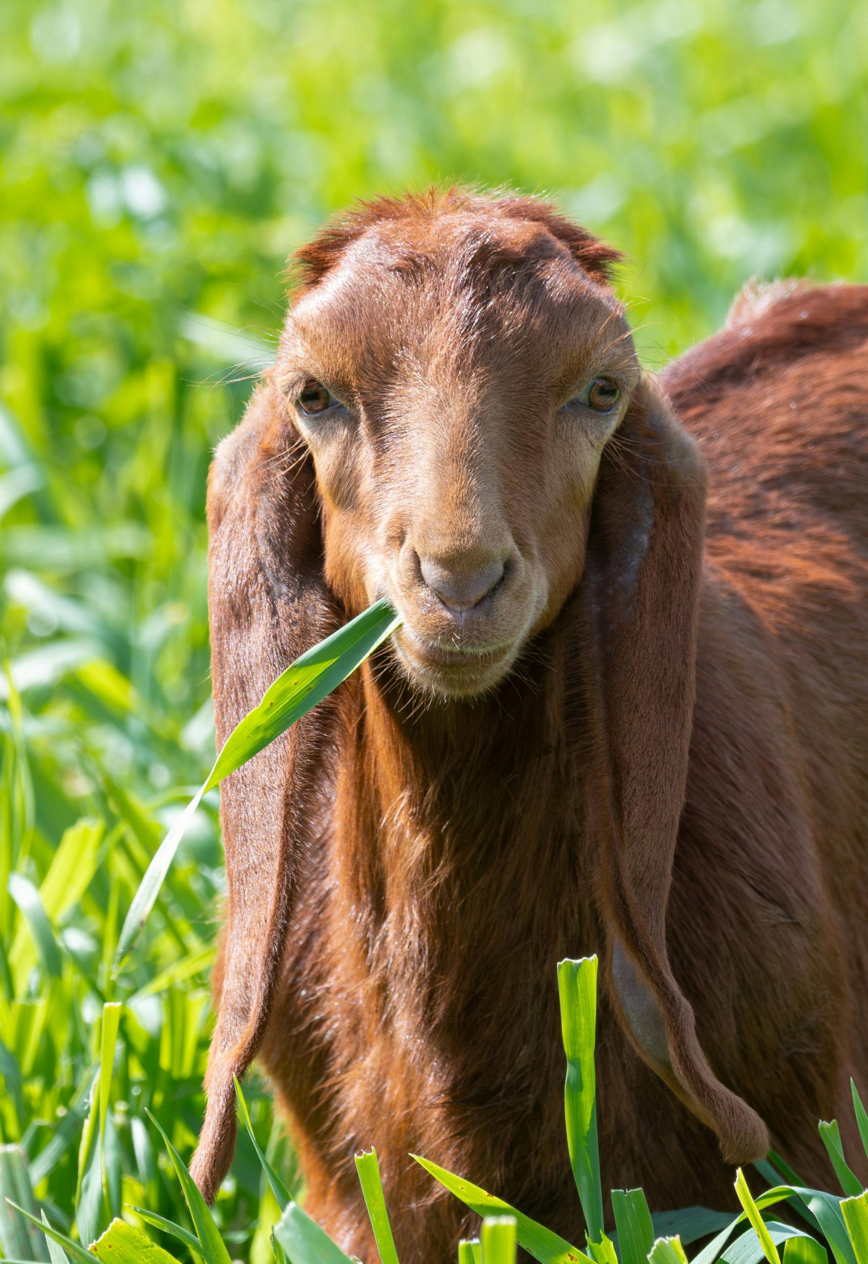 vegetation management goats
